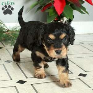 Marco, Cavapoo Puppy