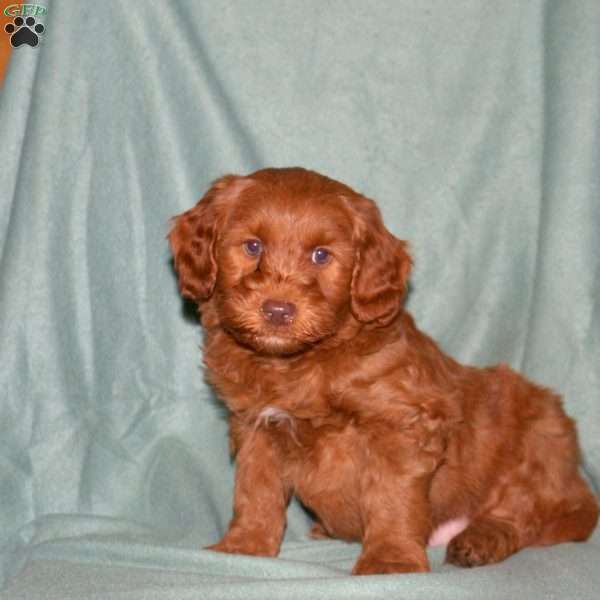 Marcus, Cockapoo Puppy