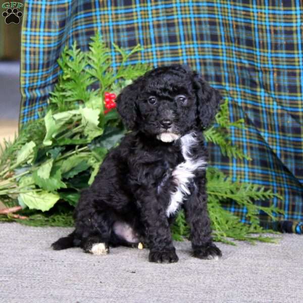 Marcus, Miniature Poodle Puppy