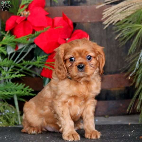 Marcus, Cavalier King Charles Spaniel Puppy