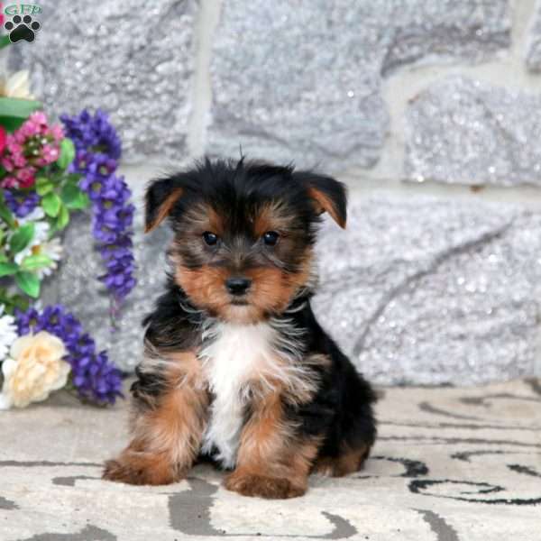 Marcus, Yorkie Puppy