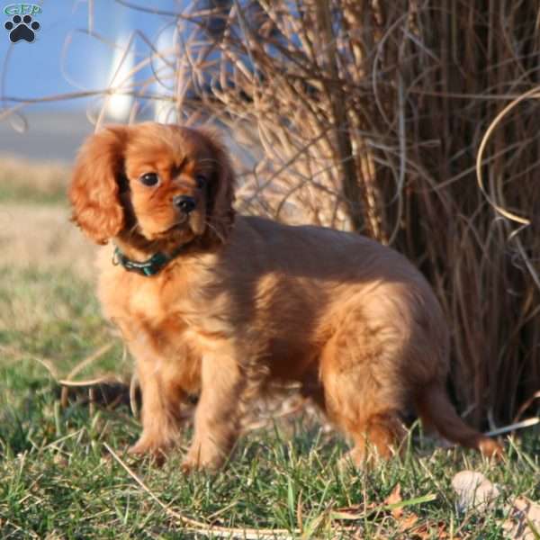 Marcus, Cavalier King Charles Spaniel Puppy