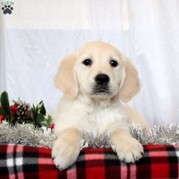 Marcus, Golden Retriever Puppy