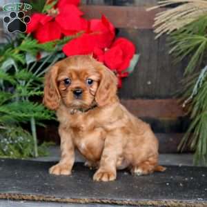 Marcus, Cavalier King Charles Spaniel Puppy