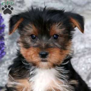 Marcus, Yorkie Puppy