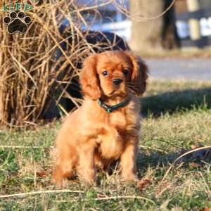 Marcus, Cavalier King Charles Spaniel Puppy