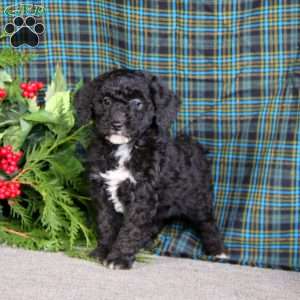 Marcus, Miniature Poodle Puppy