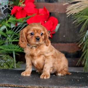 Marcus, Cavalier King Charles Spaniel Puppy