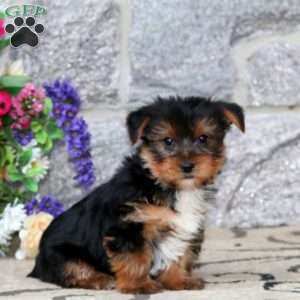 Marcus, Yorkie Puppy