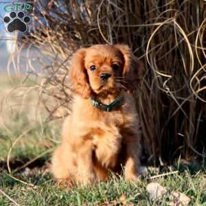 Marcus, Cavalier King Charles Spaniel Puppy