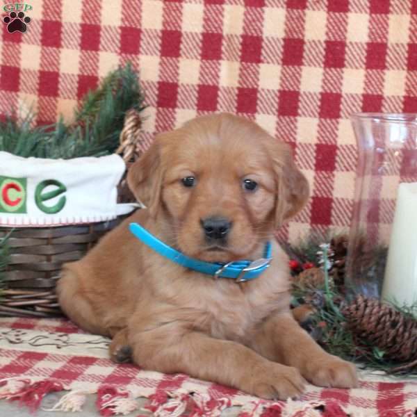 Maria, Golden Retriever Puppy