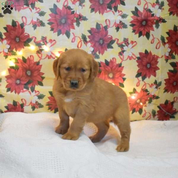 Maria, Golden Retriever Puppy