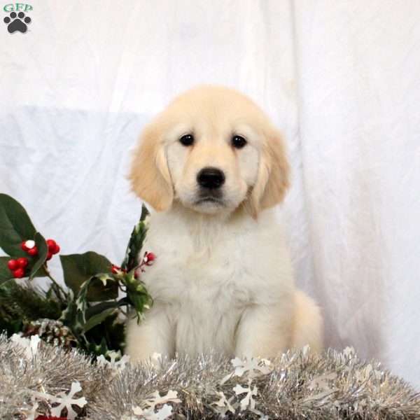 Marisha, Golden Retriever Puppy