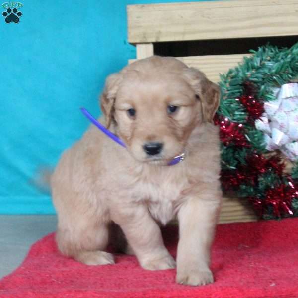 Mark, Golden Retriever Puppy