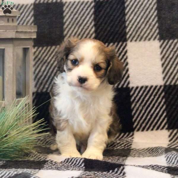 Mark, Cavalier King Charles Mix Puppy