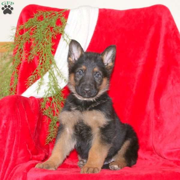 Mark, German Shepherd Puppy