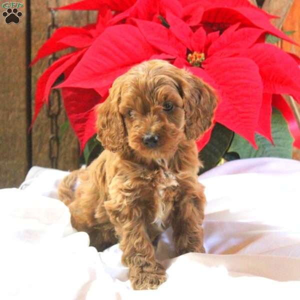 Mark, Cavapoo Puppy