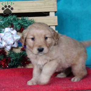 Mark, Golden Retriever Puppy