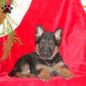 Mark, German Shepherd Puppy