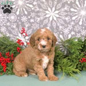 Mark, Mini Goldendoodle Puppy