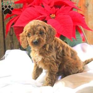 Mark, Cavapoo Puppy