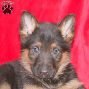 Mark, German Shepherd Puppy