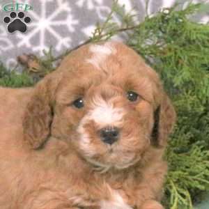 Mark, Mini Goldendoodle Puppy