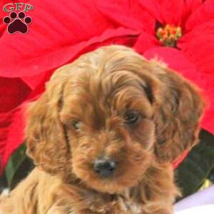 Mark, Cavapoo Puppy