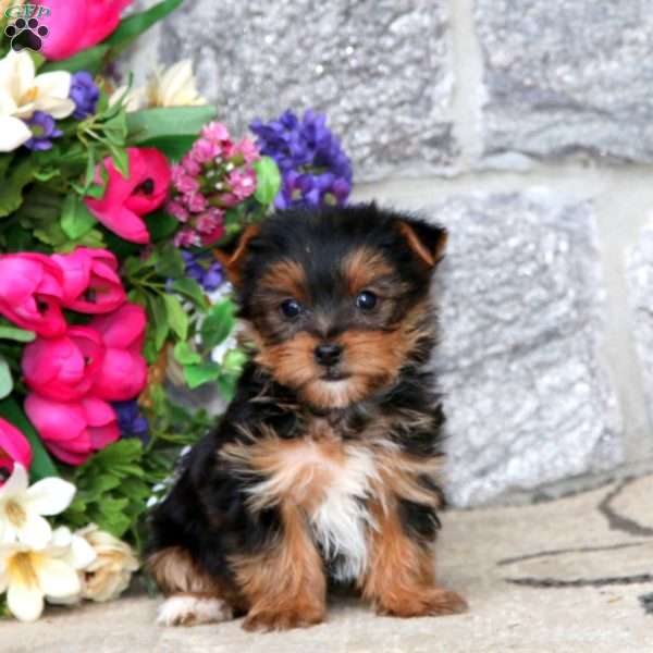 Marlee, Yorkie Puppy