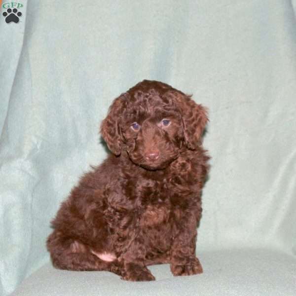 Marlin, Cockapoo Puppy