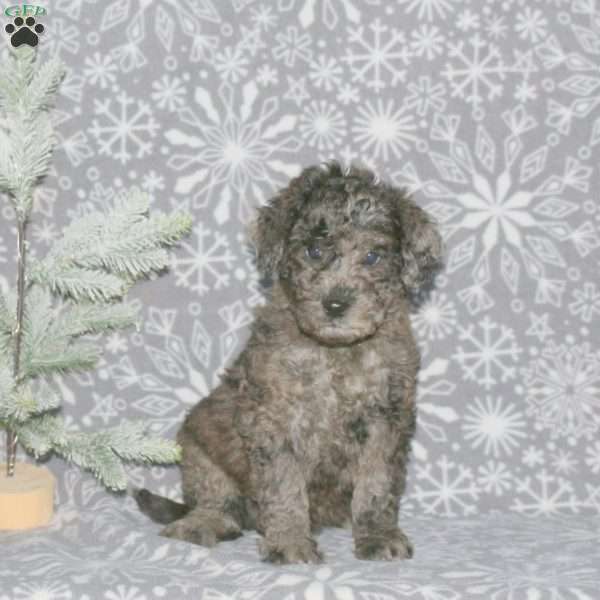 Marley, Mini Goldendoodle Puppy