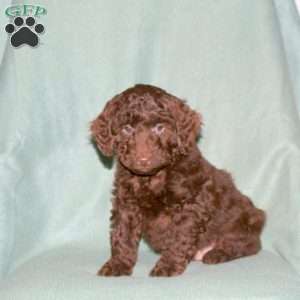 Marlin, Cockapoo Puppy