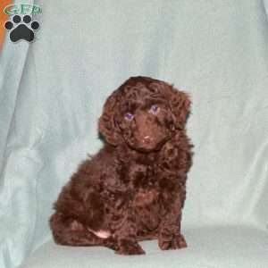 Marlin, Cockapoo Puppy