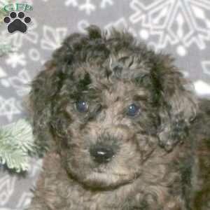 Marley, Mini Goldendoodle Puppy