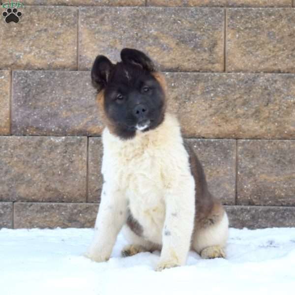 Marnie, Akita Puppy