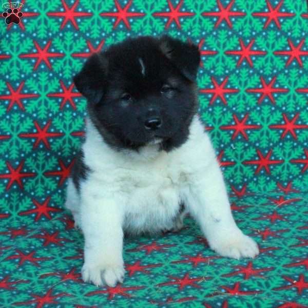 Marnie, Akita Puppy