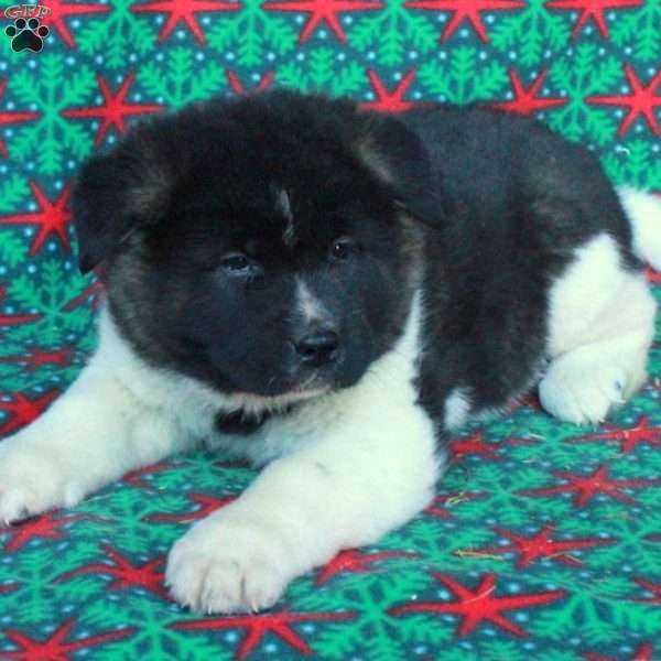 Mars, Akita Puppy