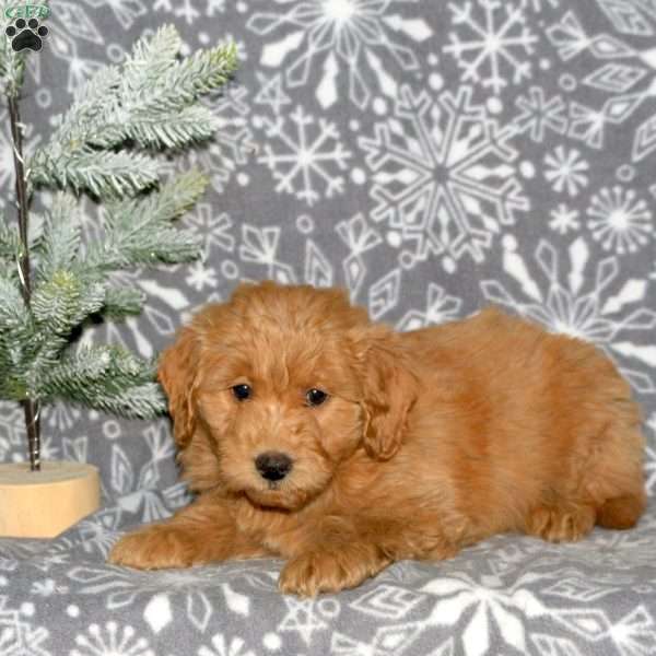 Mars, Mini Goldendoodle Puppy