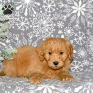 Mars, Mini Goldendoodle Puppy