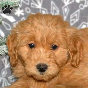 Mars, Mini Goldendoodle Puppy