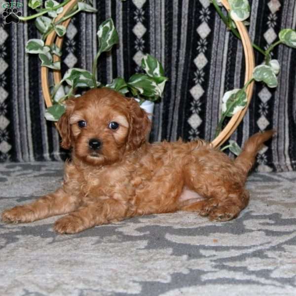 Marsha, Cavapoo Puppy