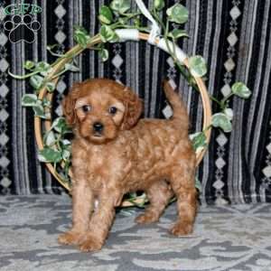 Marsha, Cavapoo Puppy