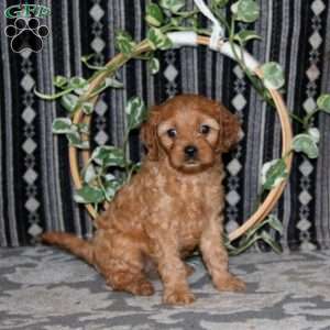 Marsha, Cavapoo Puppy