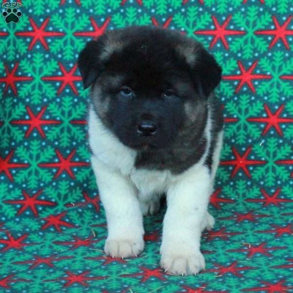 Marshall, Akita Puppy