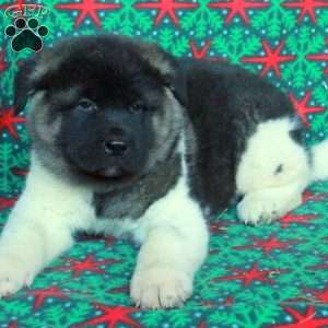 Marshall, Akita Puppy