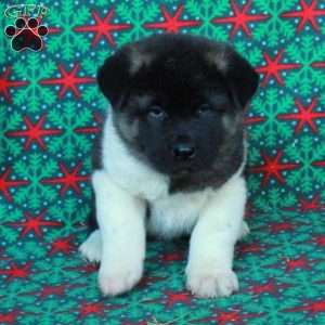 Marshall, Akita Puppy