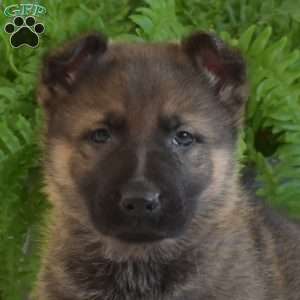 Marshall, German Shepherd Puppy