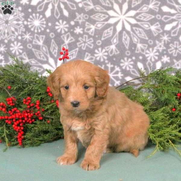 Marshmallow, Mini Goldendoodle Puppy