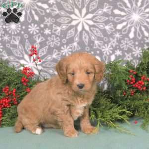 Marshmallow, Mini Goldendoodle Puppy