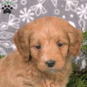 Marshmallow, Mini Goldendoodle Puppy